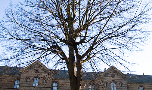 Big tree in its winter colours (next to Chr. Hansen Auditorium)