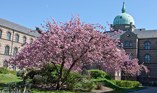 Cherry trees and Dome (front garden)